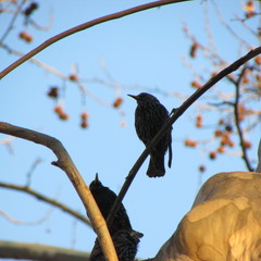 Sturnus vulgaris
