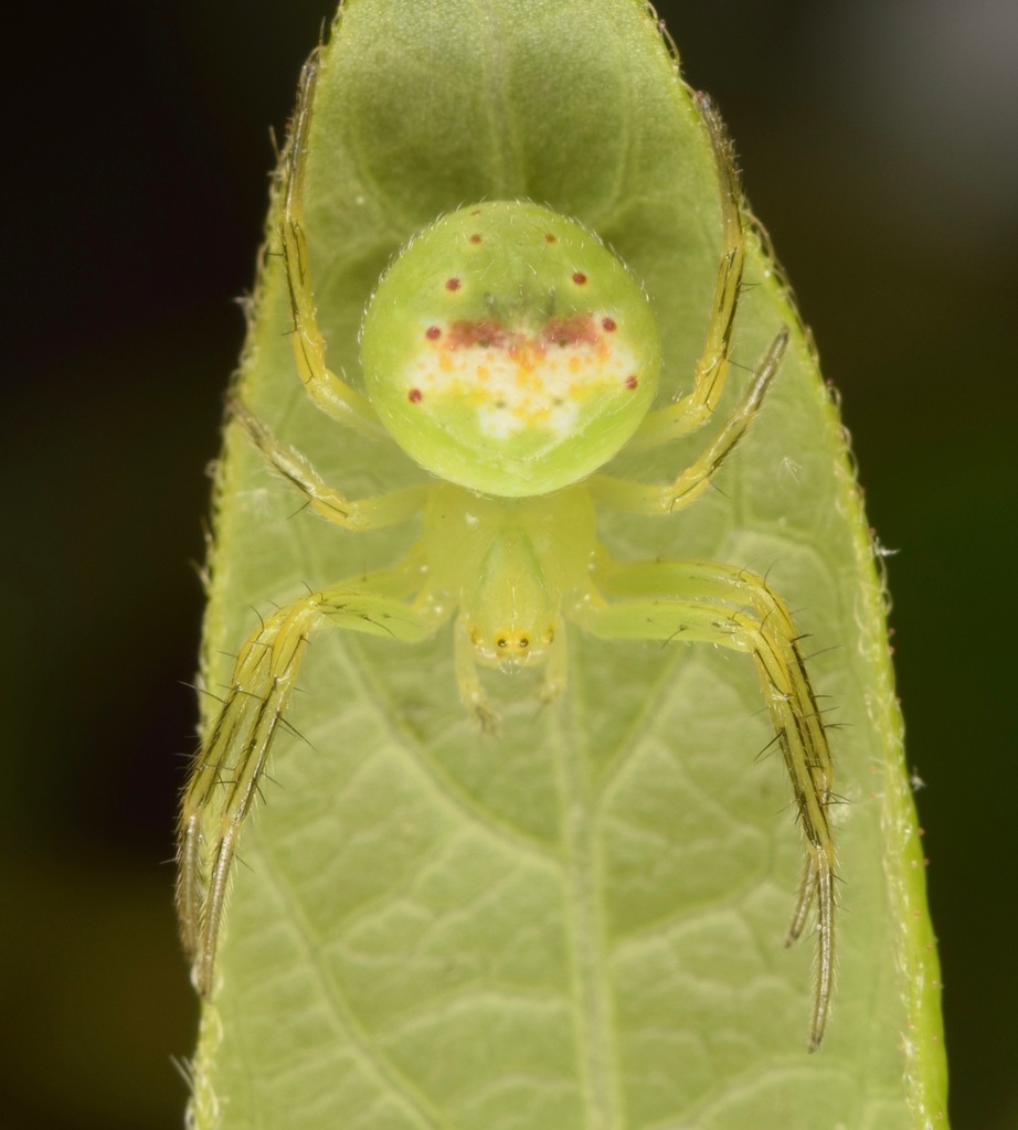 Araneus bonsallae