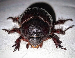 Cyphonistes vallatus