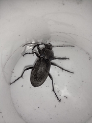 Carabus