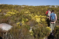 Protea lepidocarpodendron