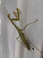 Stagmomantis carolina
