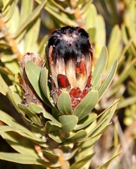 Protea lepidocarpodendron
