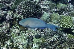 Scarus ghobban