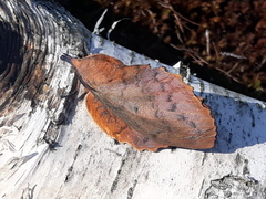 Gastropacha quercifolia