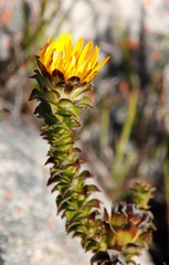Oedera imbricata