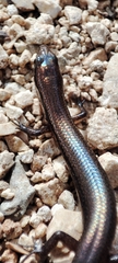 Marisora lineola