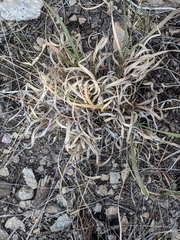 Panicum hallii