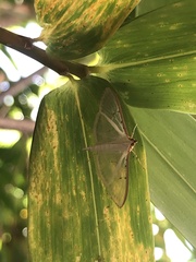Palpita
