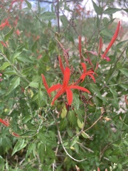 Anisacanthus quadrifidus