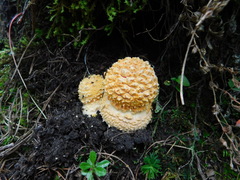 Amanita muscaria