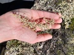 Atriplex lampa