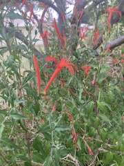 Anisacanthus quadrifidus