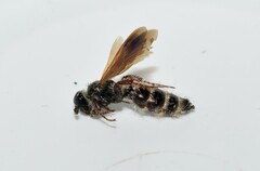 Colpa quinquecincta