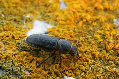 Spondylis buprestoides