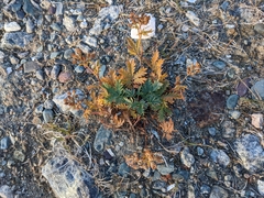 Potentilla pensylvanica