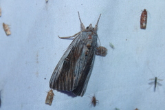 Catocala herodias gerhardi