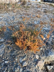 Potentilla pensylvanica