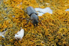 Spondylis buprestoides