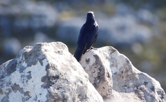 Onychognathus morio morio