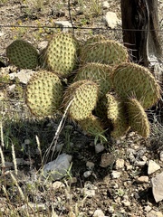 Opuntia strigil