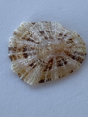 Patella caerulea