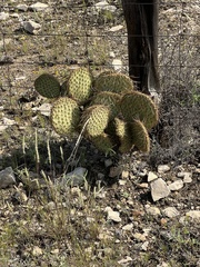 Opuntia strigil
