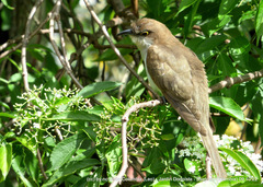 Coccyzus erythropthalmus