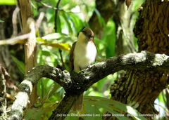 Coccyzus erythropthalmus