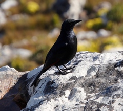 Onychognathus morio morio