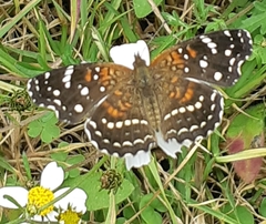 Anthanassa texana texana