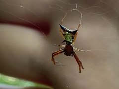Micrathena sagittata