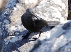 Onychognathus morio morio