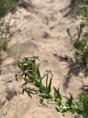 Lyperia tristis