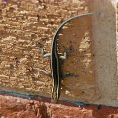 Cryptoblepharus pulcher