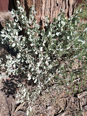 Arctostaphylos viscida mariposa