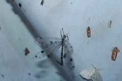 Dendroleon obsoletus