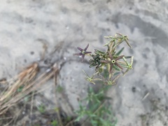 Lyperia tristis