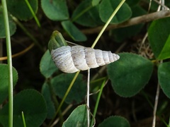 Cochlicella acuta