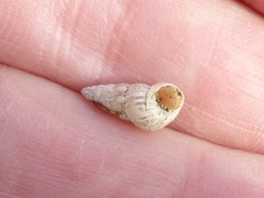 Cochlicella acuta