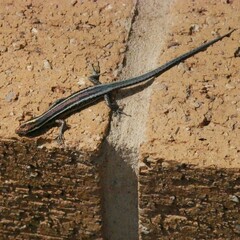 Cryptoblepharus pulcher