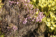 Erica hirtiflora