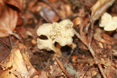 Craterellus undulatus