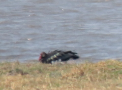 Plectropterus gambensis