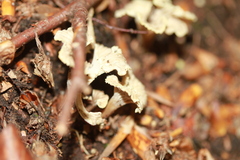 Craterellus undulatus