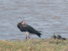 Plectropterus gambensis