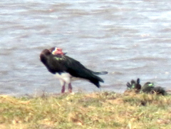 Plectropterus gambensis