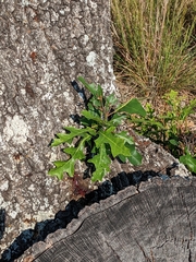 Quercus buckleyi