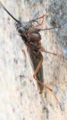Mantoida maya
