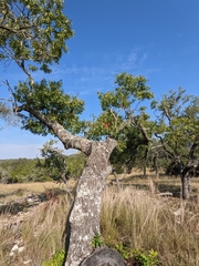 Quercus buckleyi